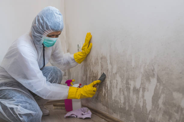 Best Home Mold Removal  in Hudson, PA
