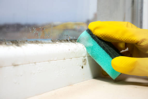 Best Same-Day Mold Removal  in Hudson, PA