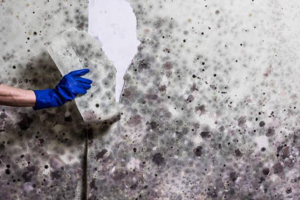 Best Mold Damage Repair  in Hudson, PA