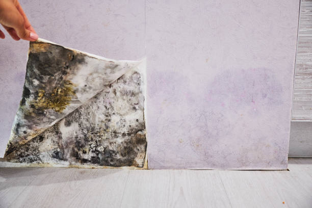 Mold Removal and Inspection in Hudson, PA